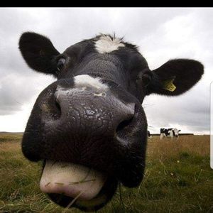 Meet your Posher, Susan